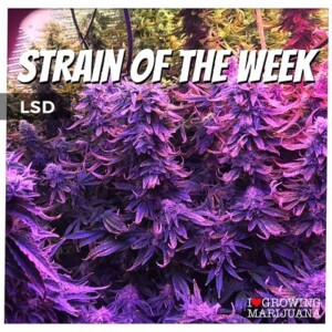 LSD Cannabis Seeds For Sale