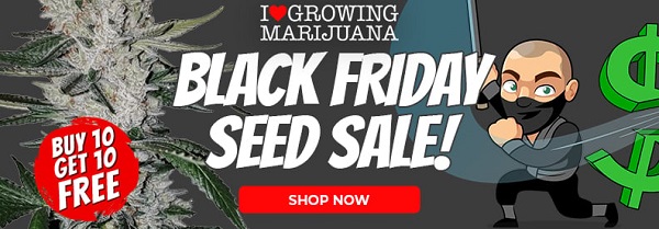 Shop All Black Friday Cannabis Seed Deals