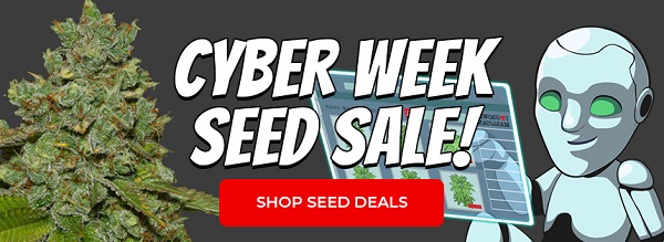 Shop All Cyber Week Cannabis Seed Deals