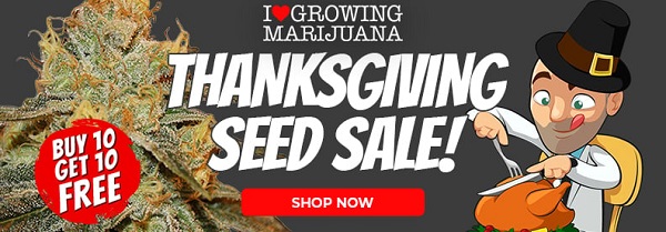Shop All Thanksgiving Cannabis Seed Deals
