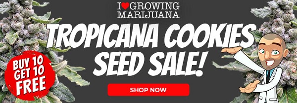 Shop All Tropicana Cookies Cannabis Seed Deals
