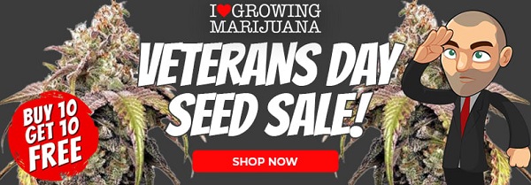 Shop All Veterans Day Cannabis Seed Deals