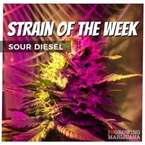 Sour Diesel Cannabis Seeds For Sale