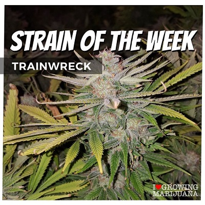 Trainwreck Cannabis Seeds For Sale