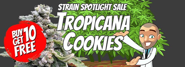 Tropicana Cookies Marijuana Seeds Sale