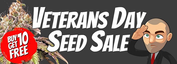 Veterans Day Marijuana Seeds Sale