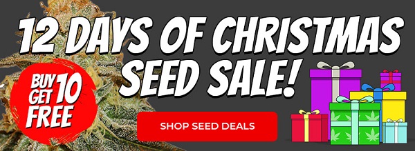 Shop All 12 Days Of Christmas Cannabis Seeds Deals.