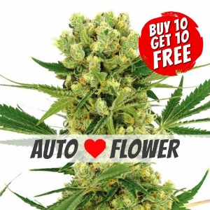 Amnesia Haze Autoflowering - Buy 10 Get 10 Free Seeds