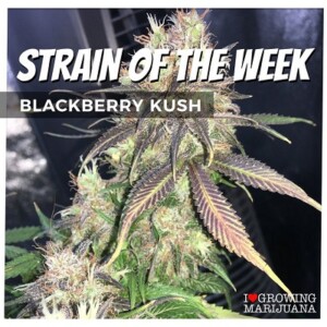 Blackberry Kush Cannabis Seeds For Sale