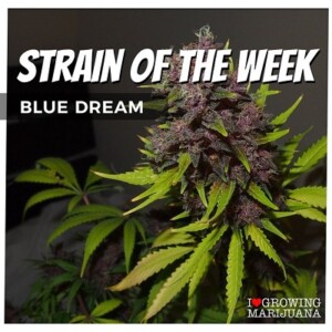 Blue Dream Cannabis Seeds For Sale