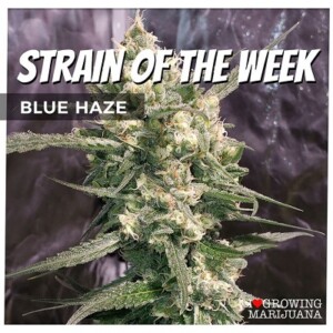 Blue Haze Cannabis Seeds For Sale