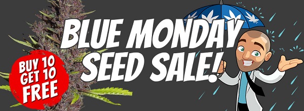 Blue Monday 2023 Seed Promotion