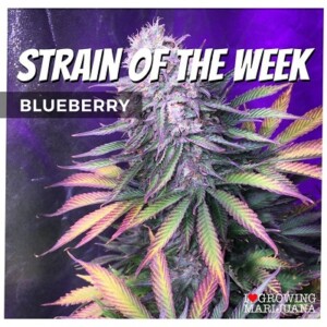 Blueberry Cannabis Seeds For Sale