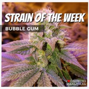 Bubblegum Cannabis Seeds For Sale