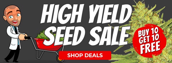 Buy High Yielding Cannabis Seeds Online