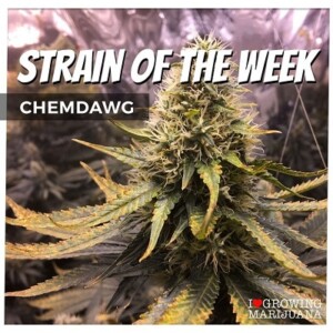 Chemdawg Cannabis Seeds For Sale