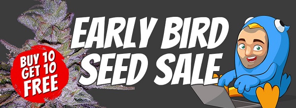 Early Bird Marijuana Seeds Sale