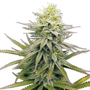 Fruity Pebbles Feminized Seeds Fruity Pebbles Feminized Cannabis Seeds