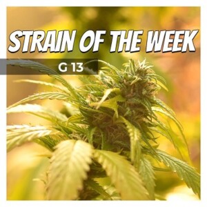 G13 Cannabis Seeds For Sale