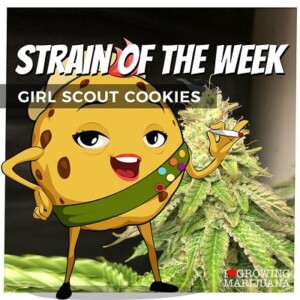 Girl Scout Cookies Cannabis Seeds For Sale