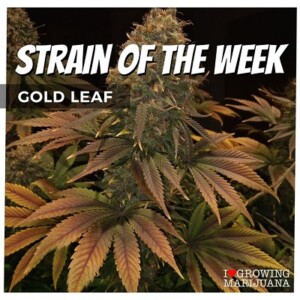 Gold Leaf Cannabis Seeds For Sale