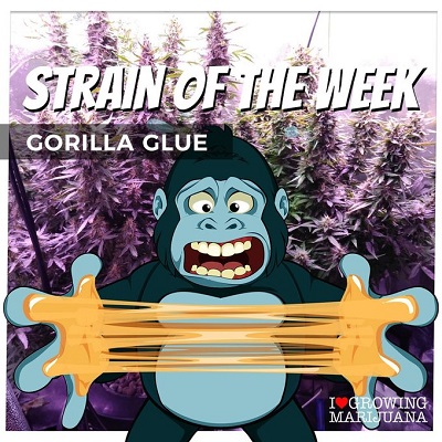 Gorilla Glue Cannabis Seeds For Sale