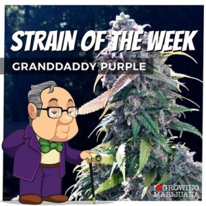 Granddaddy Purple Cannabis Seeds For Sale