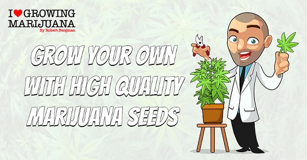 Grow Cannabis With High Quality Marijuana Seeds
