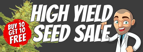 Highest Yielding Marijuana Seeds On Sale
