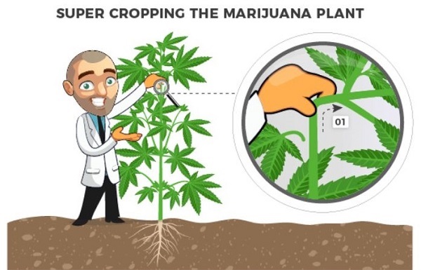 How To Get Bigger Harvests From Your Cannabis Plants