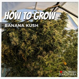 How To Grow Banana Kush Cannabis Seeds