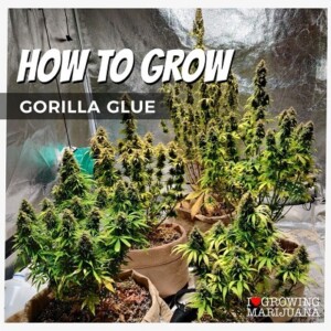 How To Grow Gorilla Glue Cannabis Seeds
