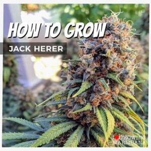 How To Grow Jack Herer Cannabis Seeds