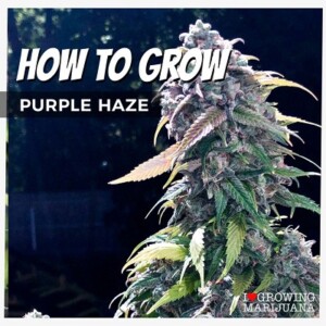 How To Grow Purple Haze Cannabis Seeds