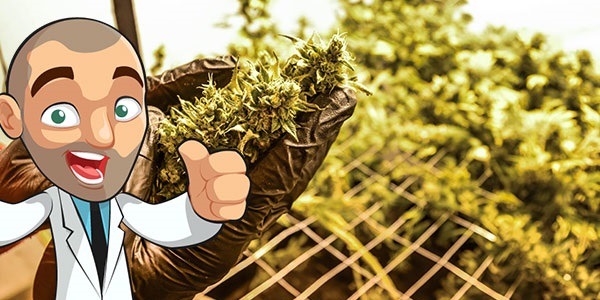 How To Scrog Cannabis Plants