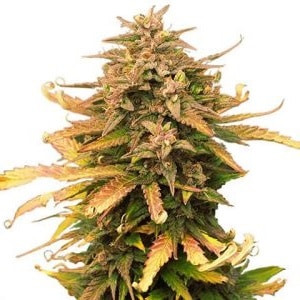 Moby Dick Feminized Moby Dick Feminized Cannabis Seeds