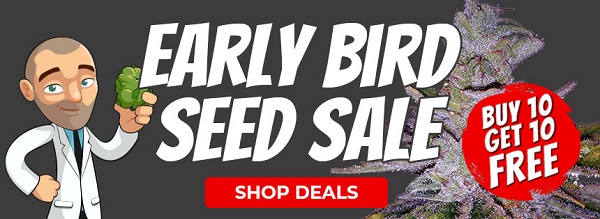 Shop All Early Bird Cannabis Seeds Deals