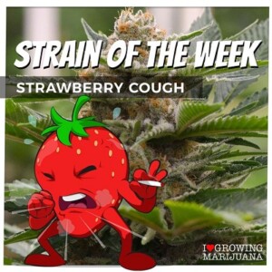 Strawberry Cough Cannabis Seeds For Sale