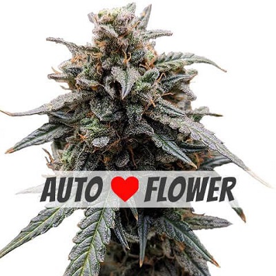 Sweet Tooth Autoflower Seeds