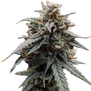 Sweet Tooth Feminized Cannabis Seeds