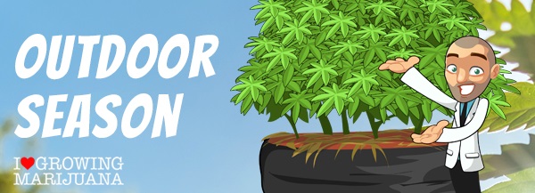 Tips For How To Grow Cannabis Seeds Outdoors