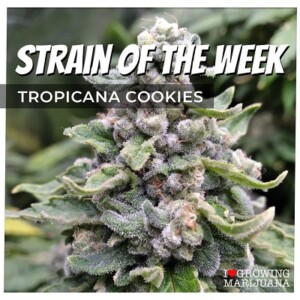 Tropicana Cookies Cannabis Seeds For Sale