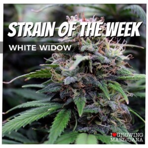 White Widow Cannabis Seeds For Sale
