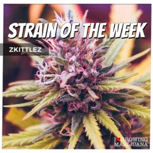 Zkittlez Cannabis Seeds For Sale