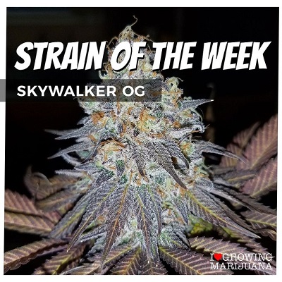 Skywalker OG Cannabis Seeds For Sale