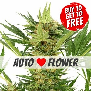 AK 47 Autoflowering - Buy 10 Get 10 Free Seeds