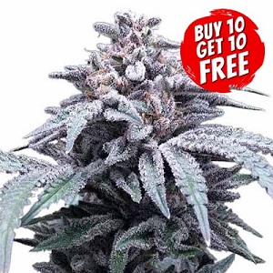 Blue Haze Feminized - Buy 10 Get 10 Free Seeds
