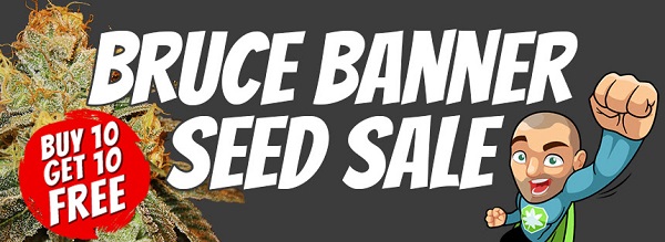 Bruce Banner Marijuana Seeds Promotion