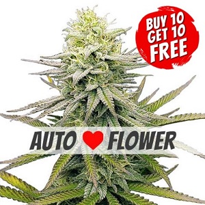 Fruity Pebbles Autoflowering - Buy 10 Get 10 Free Seeds