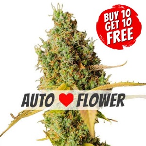 Grapefruit Autoflowering - Buy 10 Get 10 Free Seeds